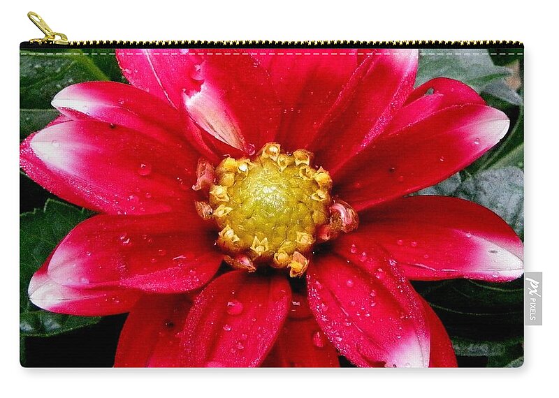 Dahlia Carry-all Pouch featuring the photograph After The Rain by Kim Galluzzo Wozniak