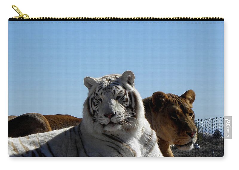 White Zip Pouch featuring the photograph Afternoon rest by Kim Galluzzo