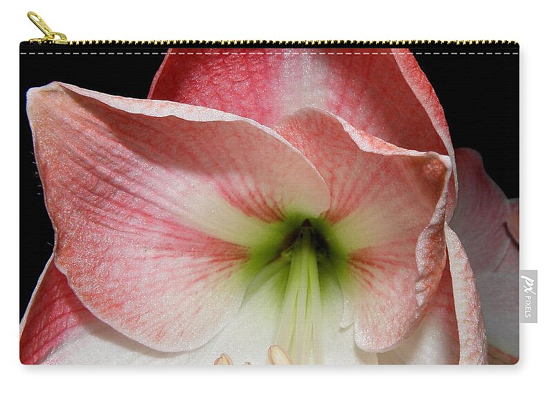 Lily Zip Pouch featuring the photograph Amaryllis in bloom by Kim Galluzzo Wozniak