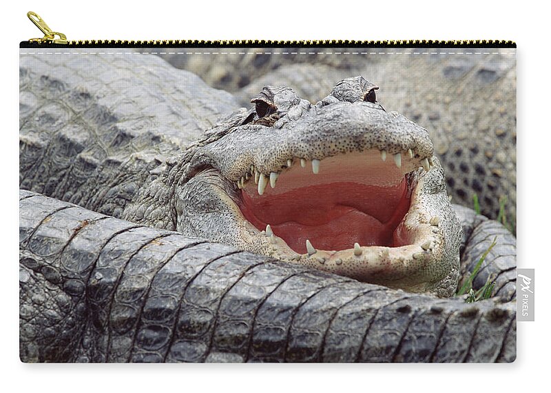Mp Zip Pouch featuring the photograph American Alligator Alligator by Tim Fitzharris