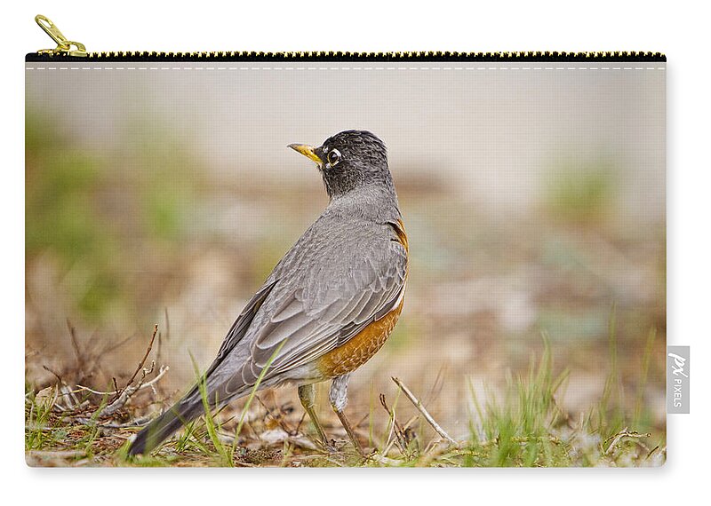American Robin Zip Pouch featuring the photograph American Robin Portrait by James BO Insogna