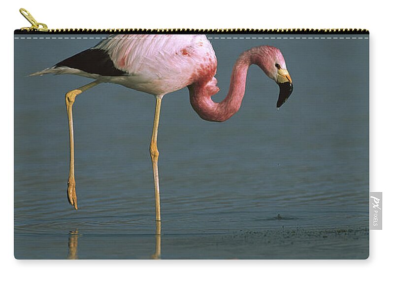 00217006 Zip Pouch featuring the photograph Andean Flamingo Phoenicopterus Andinus by Pete Oxford