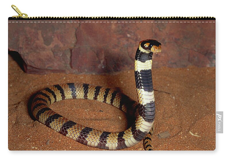 00511465 Zip Pouch featuring the photograph Angolan Coral Snake Defensive Display by Michael and Patricia Fogden
