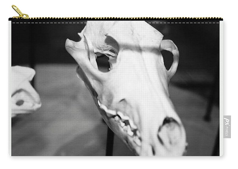 Skull Zip Pouch featuring the photograph Animal Skull by Samantha Lusby