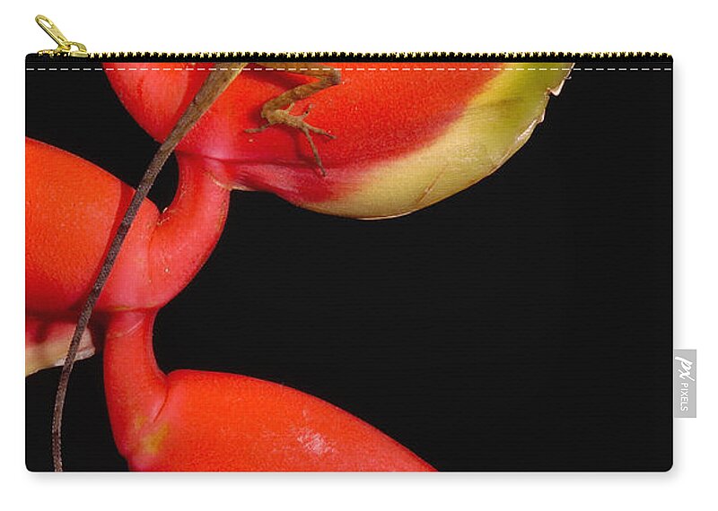 Mp Zip Pouch featuring the photograph Anolis Lizard Anolis Sp Male by Pete Oxford