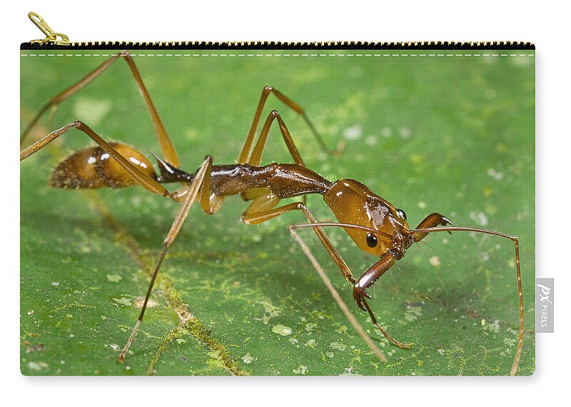 00298481 Zip Pouch featuring the photograph Ant Showing Large Mandibles Guyana by Piotr Naskrecki