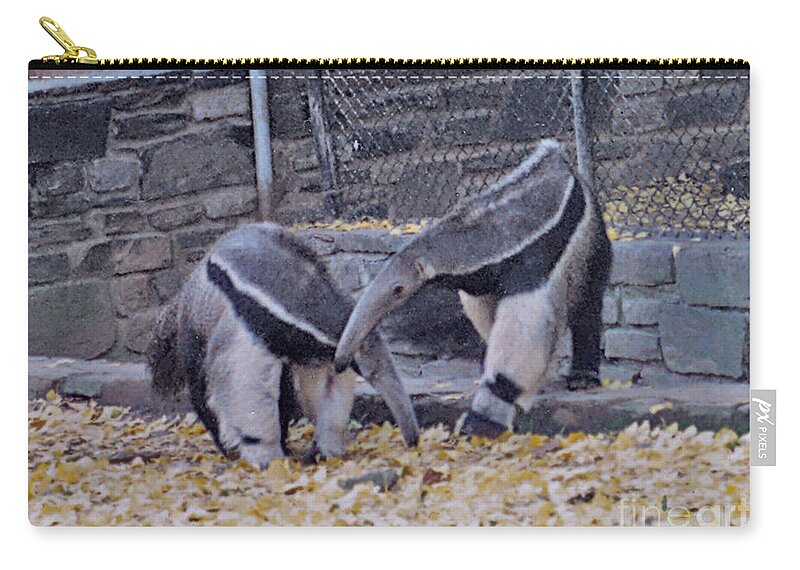 Animals Zip Pouch featuring the photograph Anteaters by Donna Brown