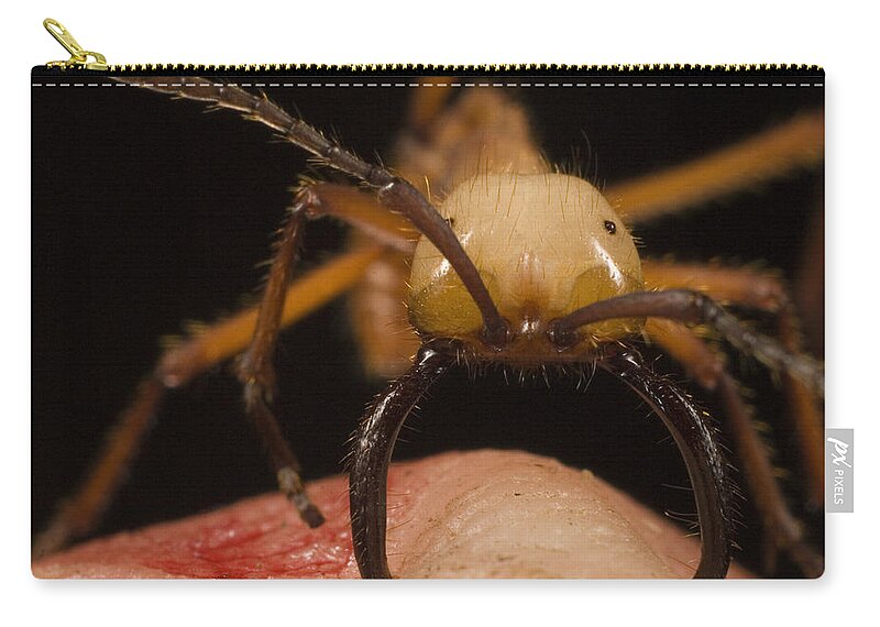 0751031 Zip Pouch featuring the photograph Army Ant Eciton Biting Finger by Mark Moffett