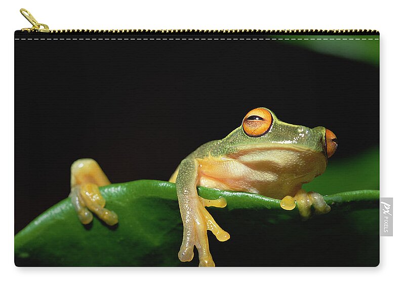 Mp Zip Pouch featuring the photograph Australasian Tree Frog Litoria Sp by Gerry Ellis
