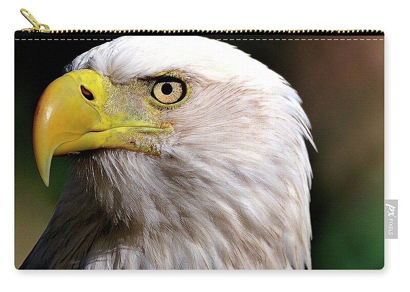 Bald Zip Pouch featuring the photograph Bald Eagle Close up by Bill Dodsworth