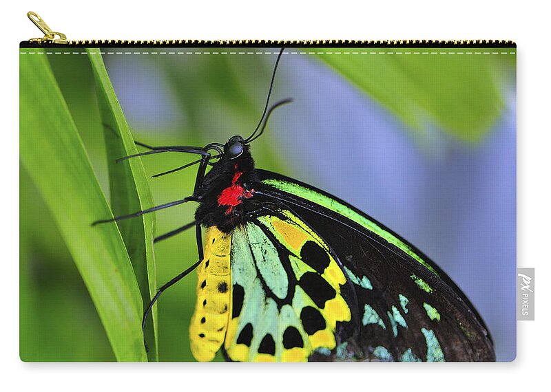 Bali Zip Pouch featuring the photograph Bali Butterfly by Bill Dodsworth