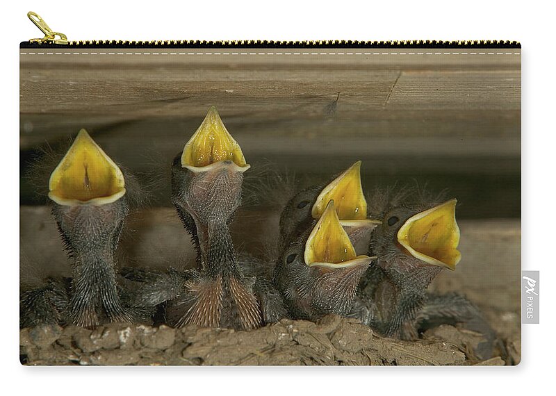 Mp Zip Pouch featuring the photograph Barn Swallow Hirundo Rustica Chicks by Cyril Ruoso