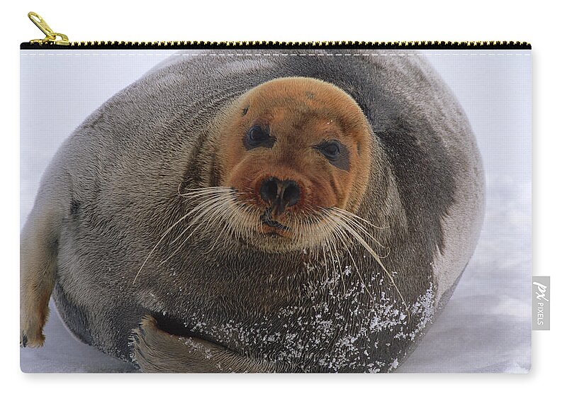 Mp Zip Pouch featuring the photograph Bearded Seal Erignathus Barbatus Adult by Flip Nicklin
