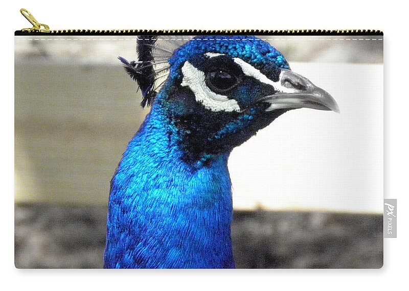 Peacock Zip Pouch featuring the photograph Beautiful blues by Kim Galluzzo Wozniak