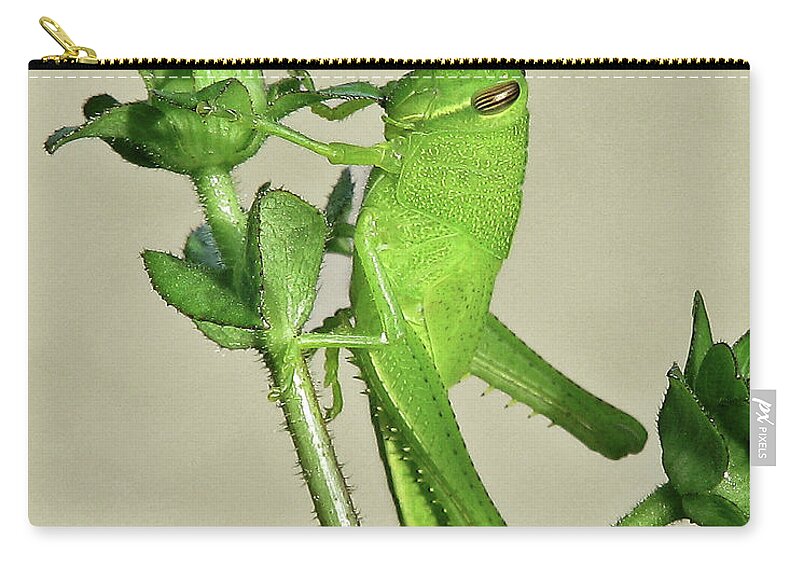 Nature Zip Pouch featuring the photograph Bird Grasshopper Nymph by Peggy Urban