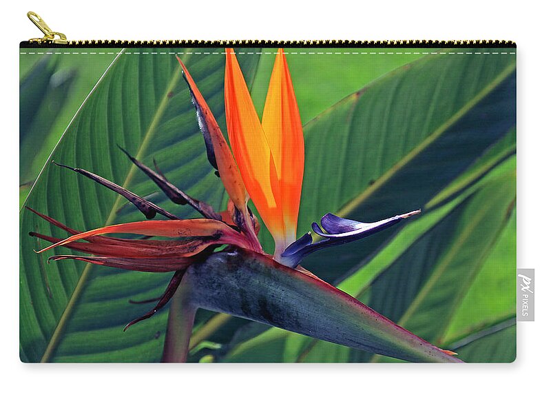Flower Zip Pouch featuring the photograph Bird of Paradise by Larry Nieland