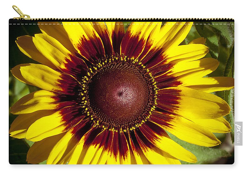 Black Zip Pouch featuring the photograph Black Eyed Susan by Joe Carini - Printscapes
