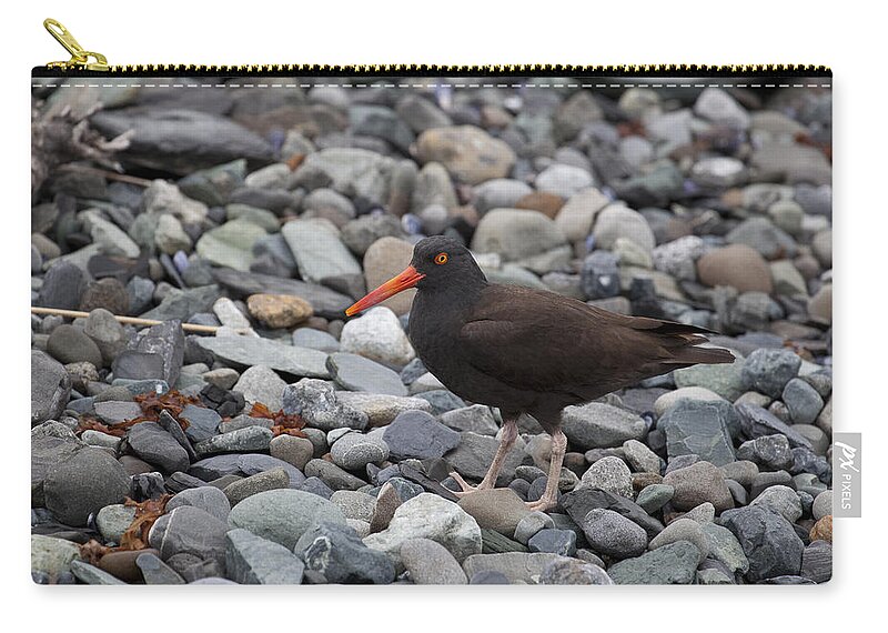 Mp Zip Pouch featuring the photograph Black Oystercatcher Haematopus by Matthias Breiter