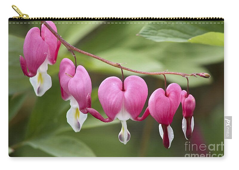 Flower Zip Pouch featuring the photograph Bleeding Hearts by Teresa Zieba