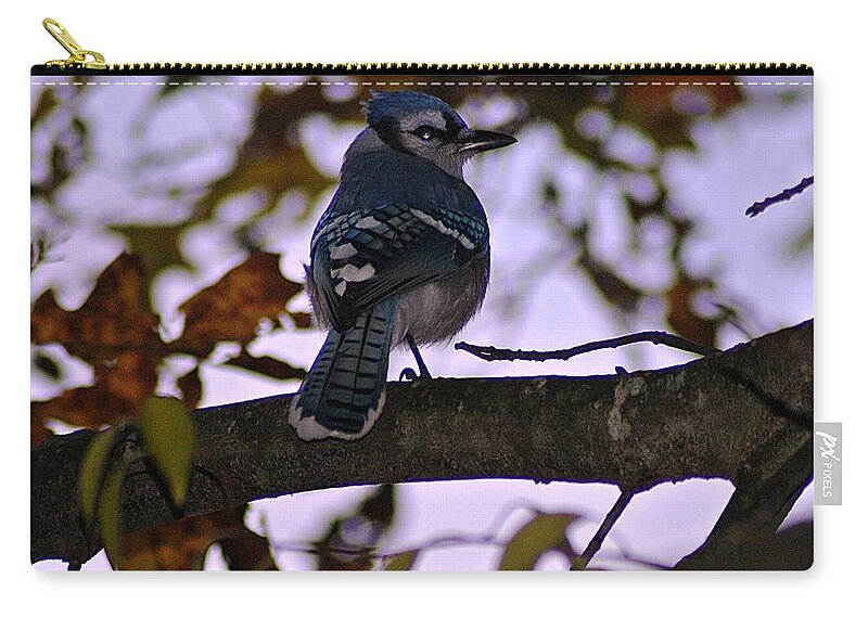 Blue Zip Pouch featuring the photograph Blue Jay by Joe Faherty