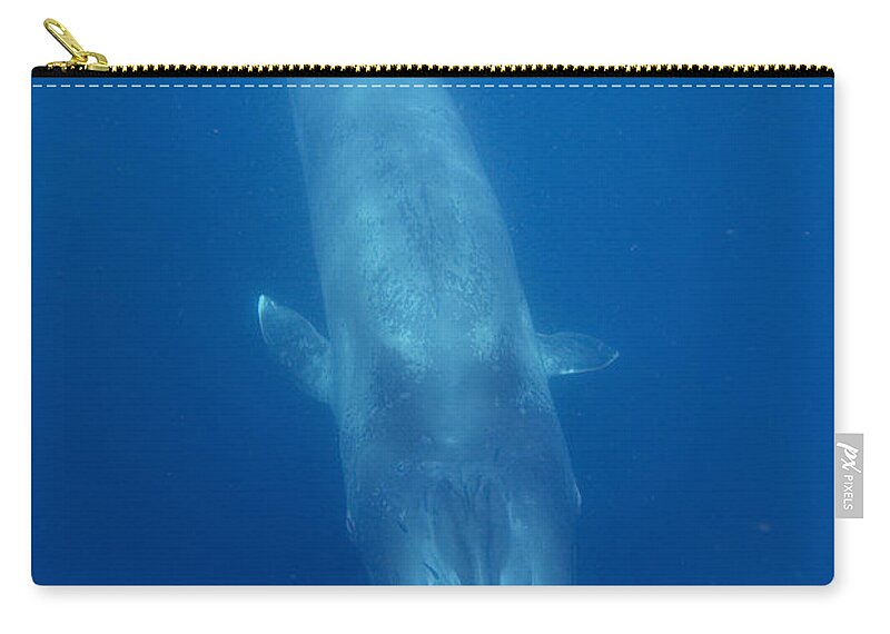 00429401 Zip Pouch featuring the photograph Blue Whale Baby Swimming Costa Rica by Flip Nicklin