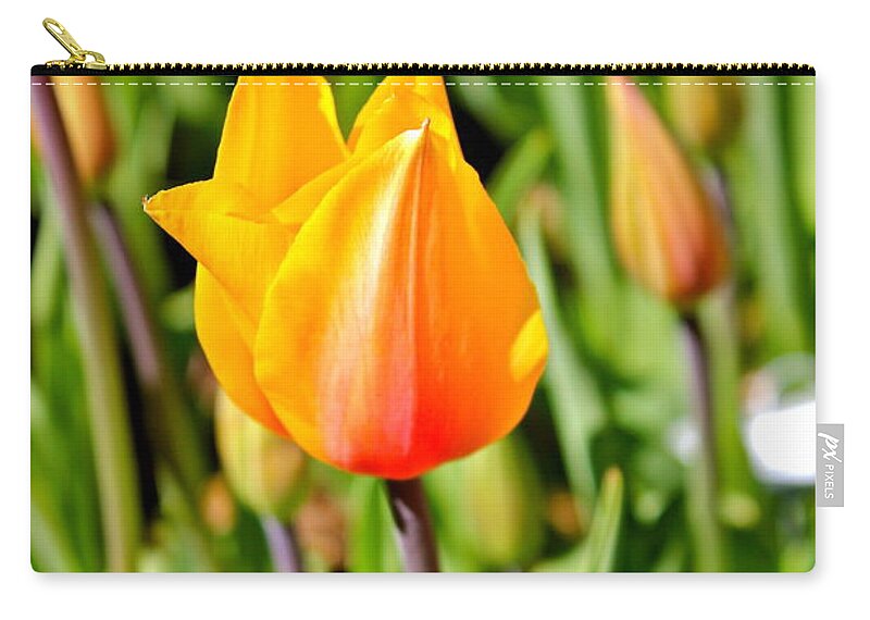 Flowers Zip Pouch featuring the photograph Blushing Lady by Felix Zapata