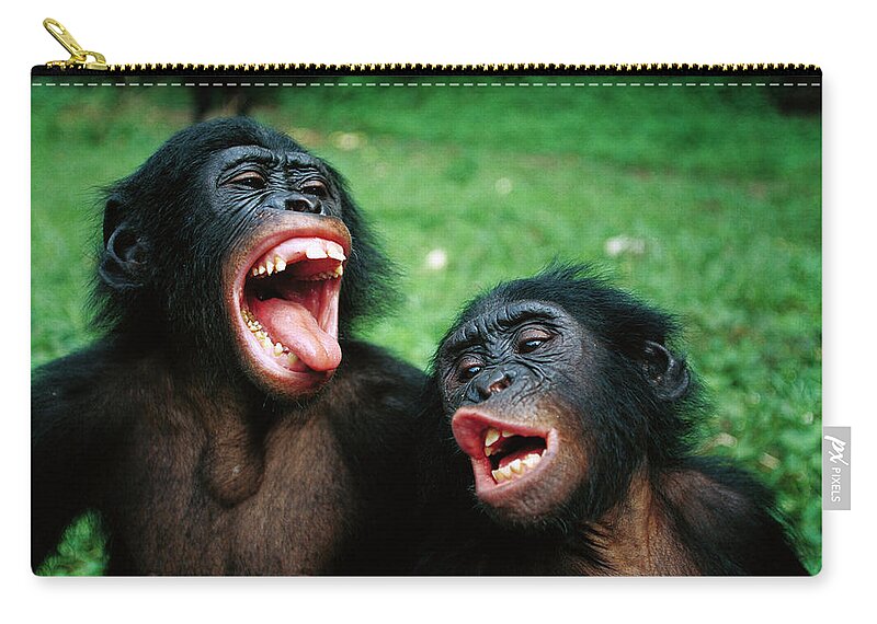 Mp Zip Pouch featuring the photograph Bonobo Pan Paniscus Juvenile Pair by Cyril Ruoso