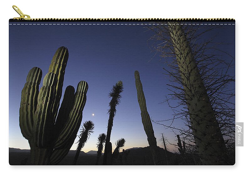 Mp Zip Pouch featuring the photograph Boojum Tree Idria Columnaris And Cardon by Cyril Ruoso