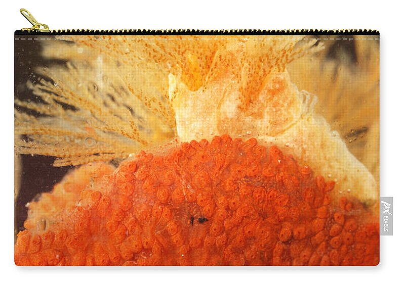Bowerbank's Halichondria Zip Pouch featuring the photograph Bowerbanks Halichondria & Spiral-tufted by Ted Kinsman