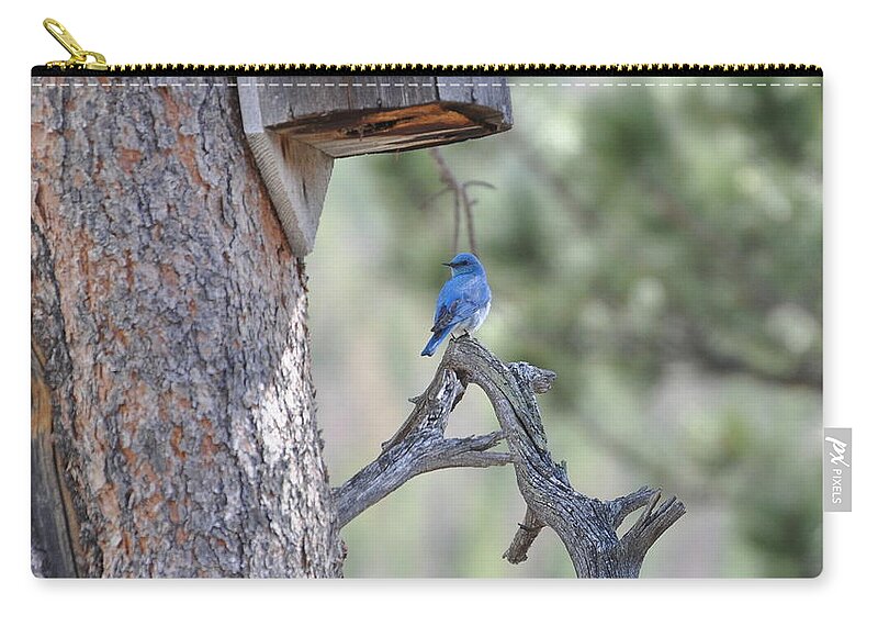 Bird Zip Pouch featuring the photograph Boy Blue by Dorrene BrownButterfield