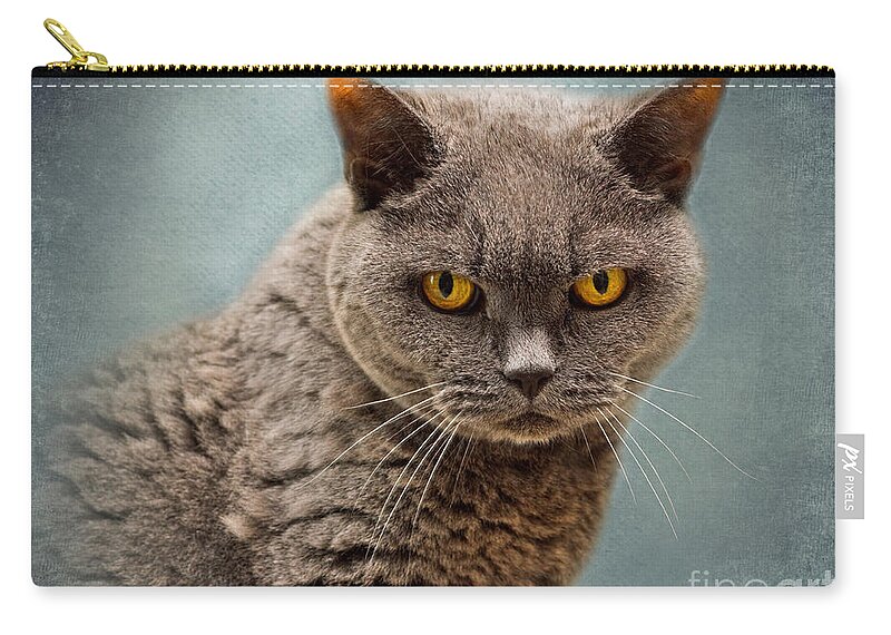 Cat Zip Pouch featuring the photograph British Blue Shorthaired Cat by Louise Heusinkveld