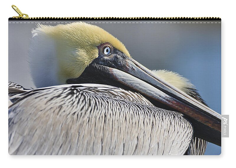 3scape Photos Zip Pouch featuring the photograph Brown Pelican by Adam Romanowicz