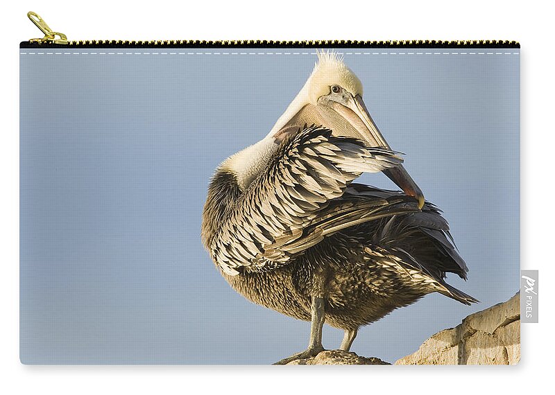 00429648 Carry-all Pouch featuring the photograph Brown Pelican Preening Natural Bridges by Sebastian Kennerknecht