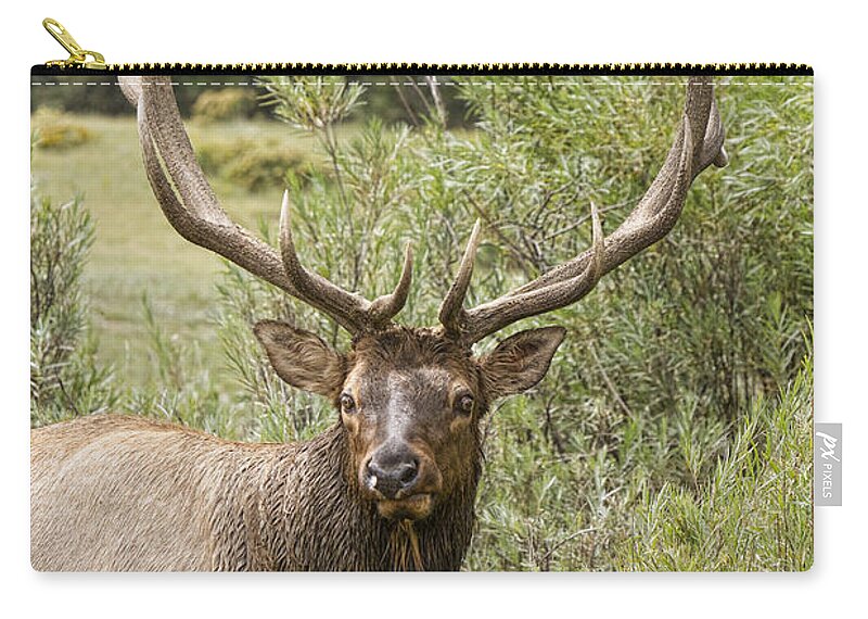 Elk Zip Pouch featuring the photograph Bull Elk Eyes by James BO Insogna