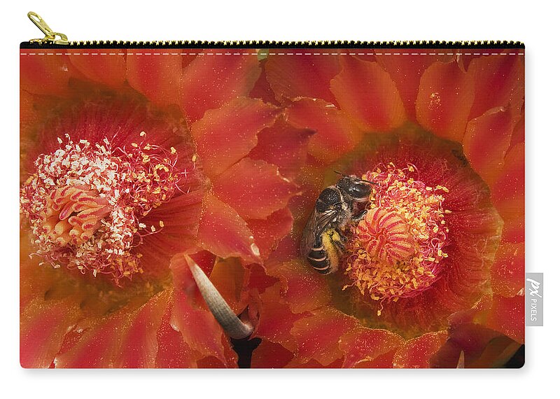 Mp Zip Pouch featuring the photograph Cactus Bee Diadasia Sp Feeding by Mark Moffett