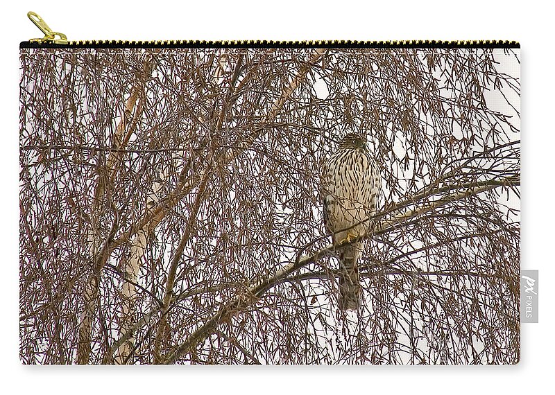 Animals Zip Pouch featuring the photograph Sharp shinned Hawk Camouflaged by Jean Noren