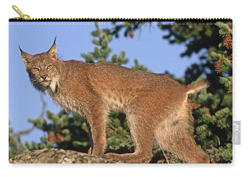 00176639 Zip Pouch featuring the photograph Canada Lynx Climbing On Rock North by Tim Fitzharris