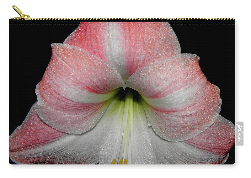 Pink Zip Pouch featuring the photograph Candy Cane Striped by Kim Galluzzo