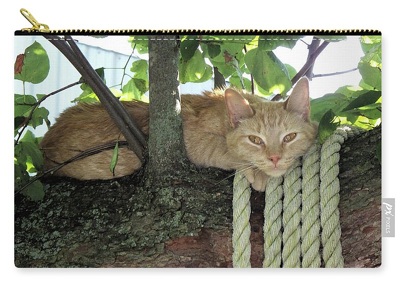 Tree Zip Pouch featuring the photograph Catnap Time by Thomas Woolworth