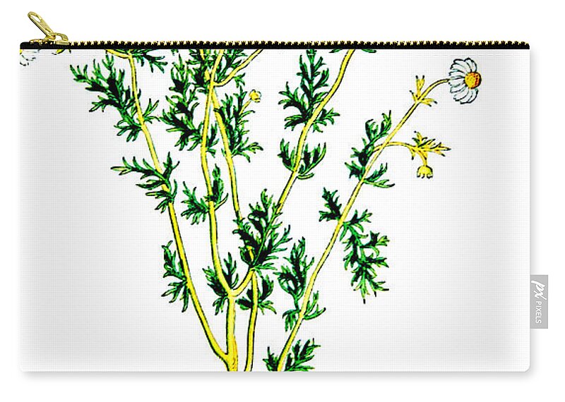 Science Zip Pouch featuring the photograph Chamomile, Alchemy Plant by Science Source