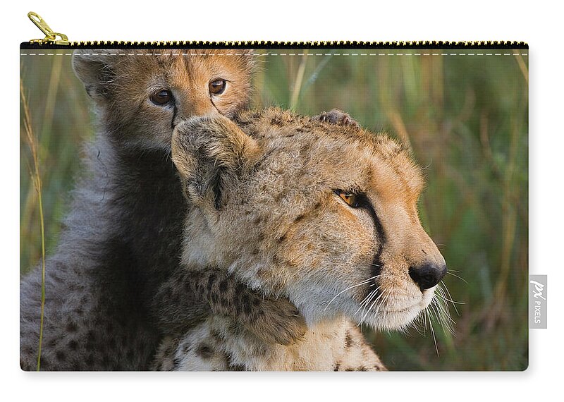 Mp Zip Pouch featuring the photograph Cheetah Acinonyx Jubatus Eight Week Old by Suzi Eszterhas