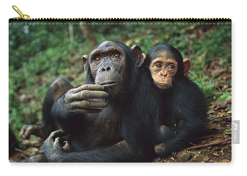 00620025 Zip Pouch featuring the photograph Chimpanzee Female and Baby by Cyril Ruoso