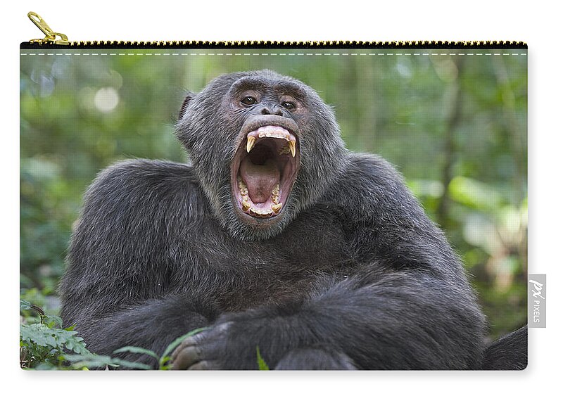 00481376 Zip Pouch featuring the photograph Chimpanzee Male Yawning Western Uganda by Suzi Eszterhas