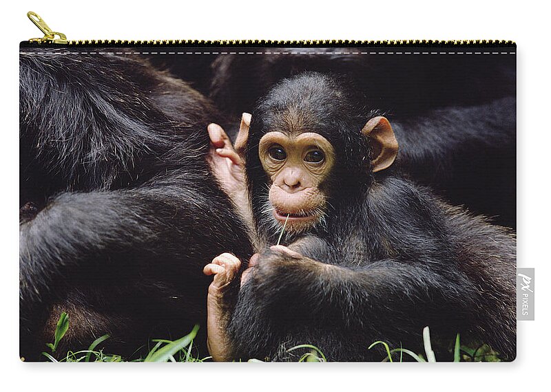 Mp Zip Pouch featuring the photograph Chimpanzee Pan Troglodytes Mom by Gerry Ellis