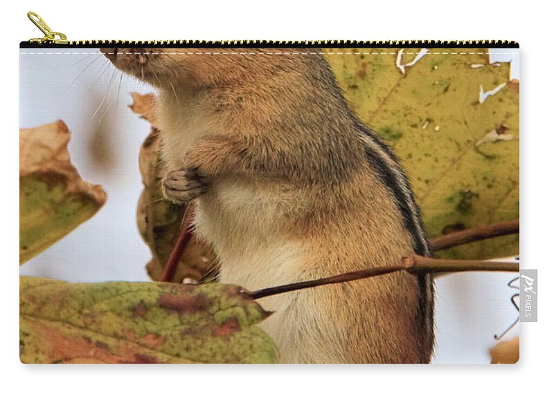 Chipmunk Zip Pouch featuring the photograph Chipmunk by Doris Potter