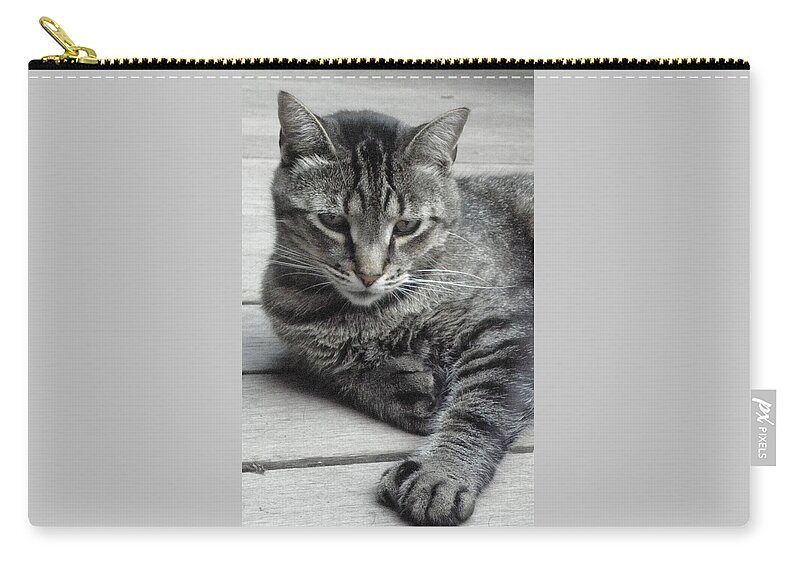 Cat Zip Pouch featuring the photograph Cisco And His Big Feet by Kim Galluzzo