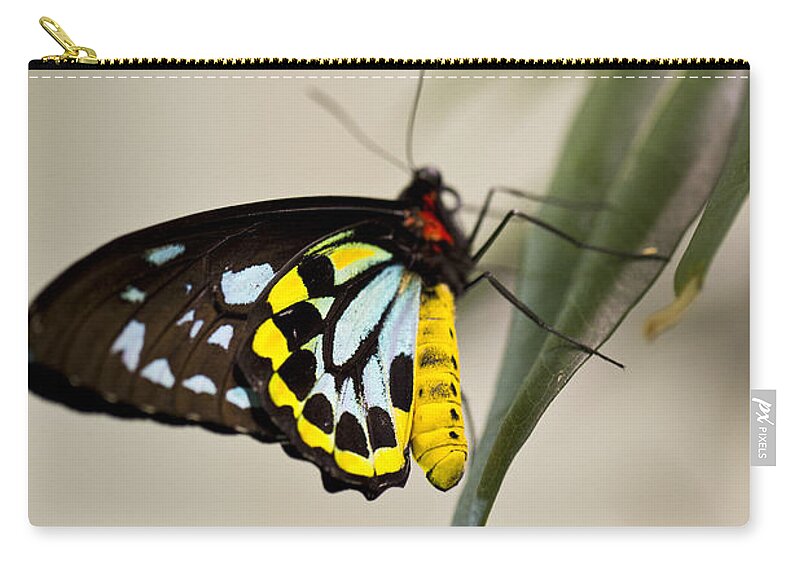Butterfly Zip Pouch featuring the photograph Colorful Lady by Leslie Leda