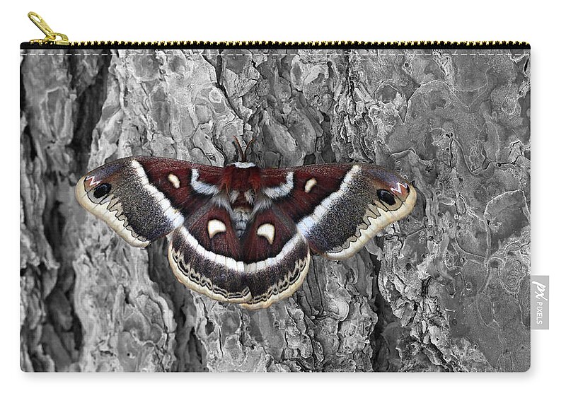 Mixed Media. Mixed Media Photography. Mixed Media Moth Photography. Moth Greeting Cards. Moth Photography. Mountain Moth Photography. Rocky Mountain Photography. Rocky Mountain Moths. Fine Art Moth Photography. Spring Time Moth Photograthy. Moth Photograph. Moth Pictures. Mountain Pinetrees. Elk. Deer. Zip Pouch featuring the photograph Colorful Moth by James Steele