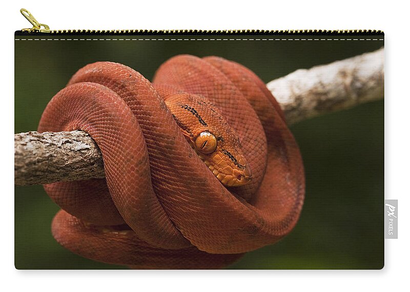 Mp Zip Pouch featuring the photograph Common Tree Boa Corallus Hortulanus by Pete Oxford