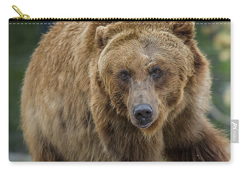 Grizzly Bear Zip Pouch featuring the photograph Contemplative Griz by Greg Nyquist